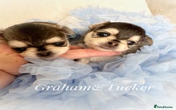 Chihuahua dogs for sale: KC rare husky marking chihuahua puppies Thai lines - Image 18