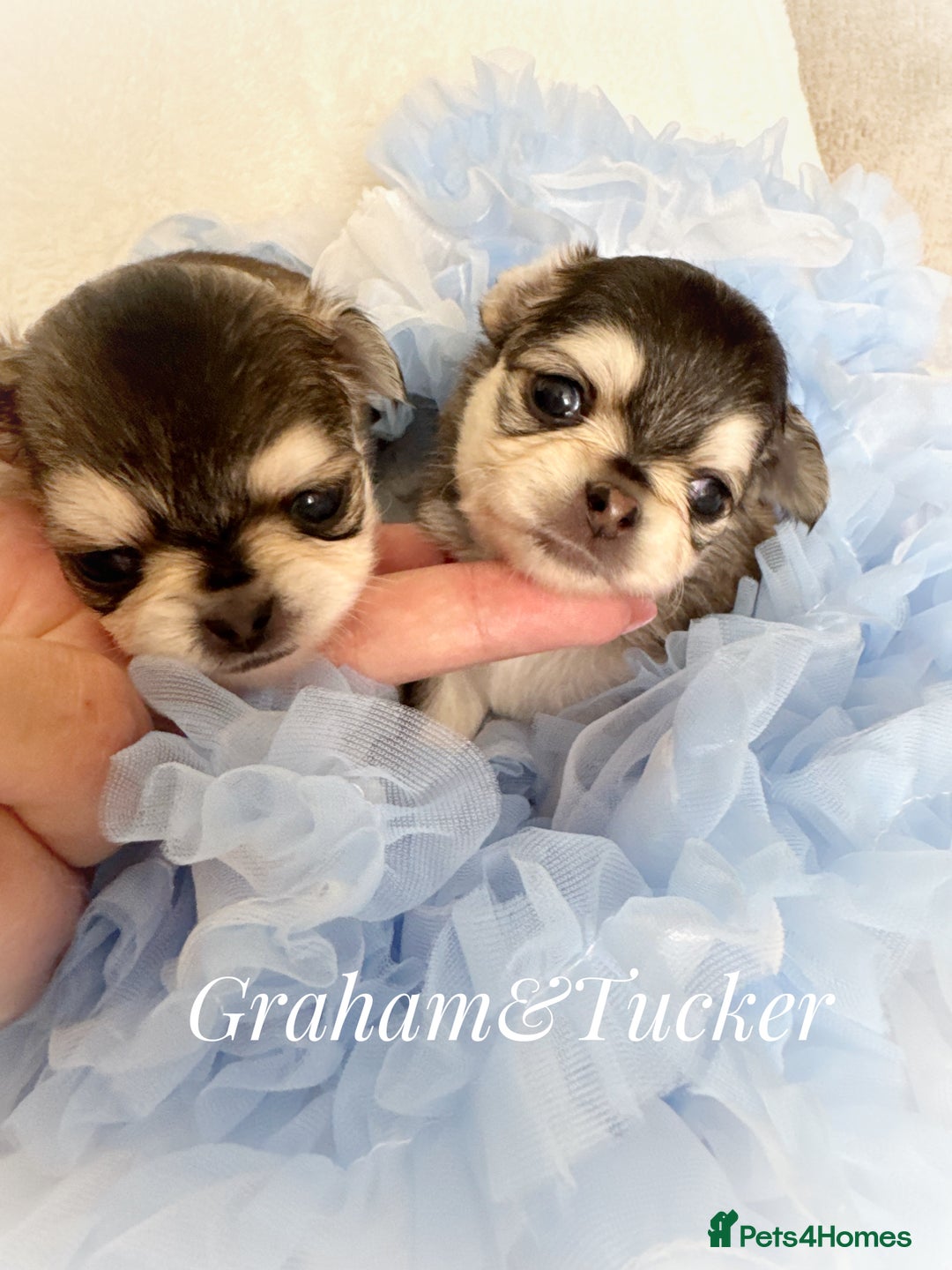 Chihuahua dogs for sale: KC rare husky marking chihuahua puppies Thai lines - Image 18
