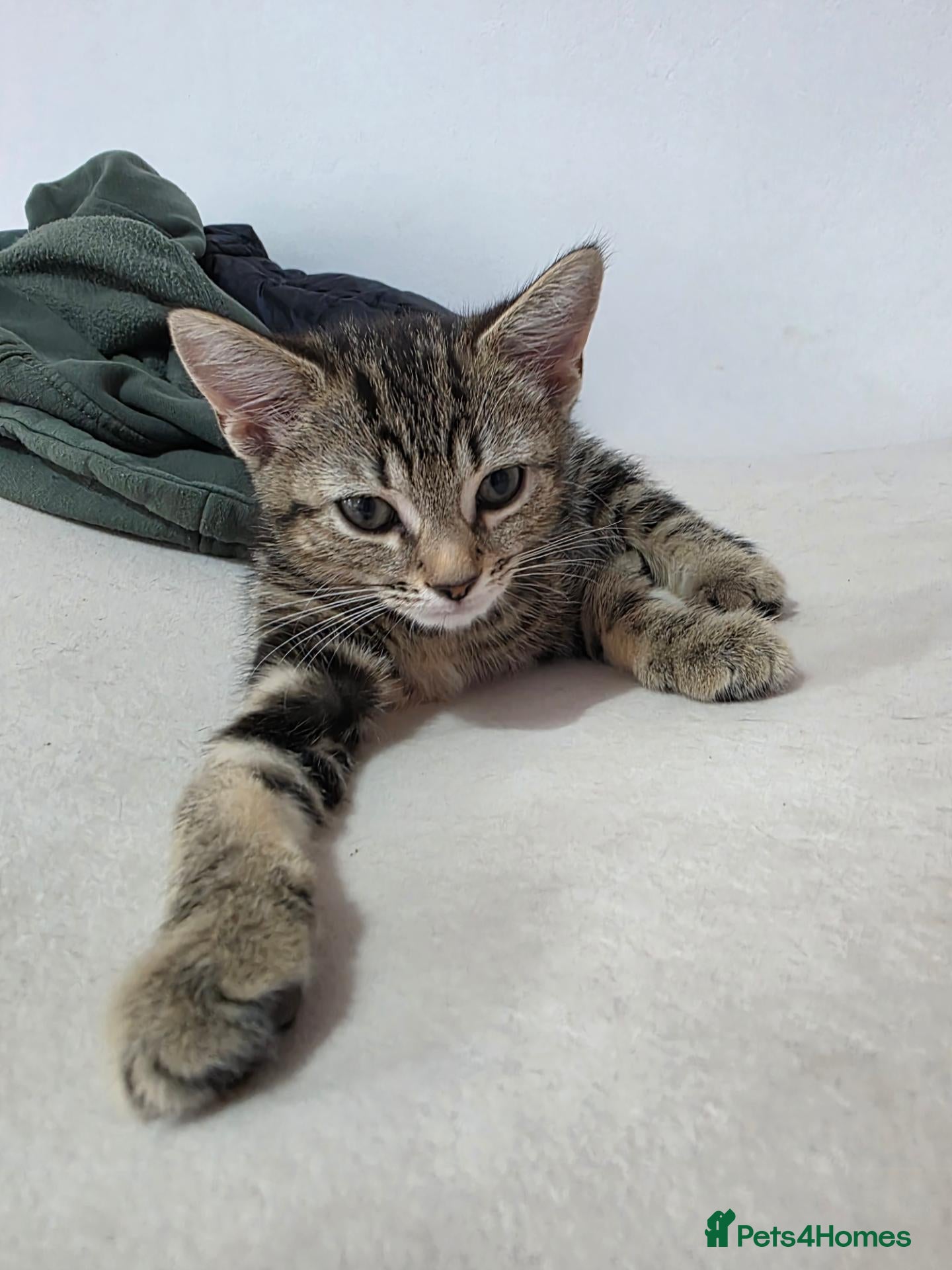 Mixed Breed cats 2 beautiful kittens for sale. - Advert 1