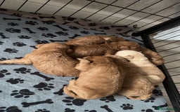 Schnoodle dogs for sale: Miniature Poodle X Schnoodle pups for sale - Image 12