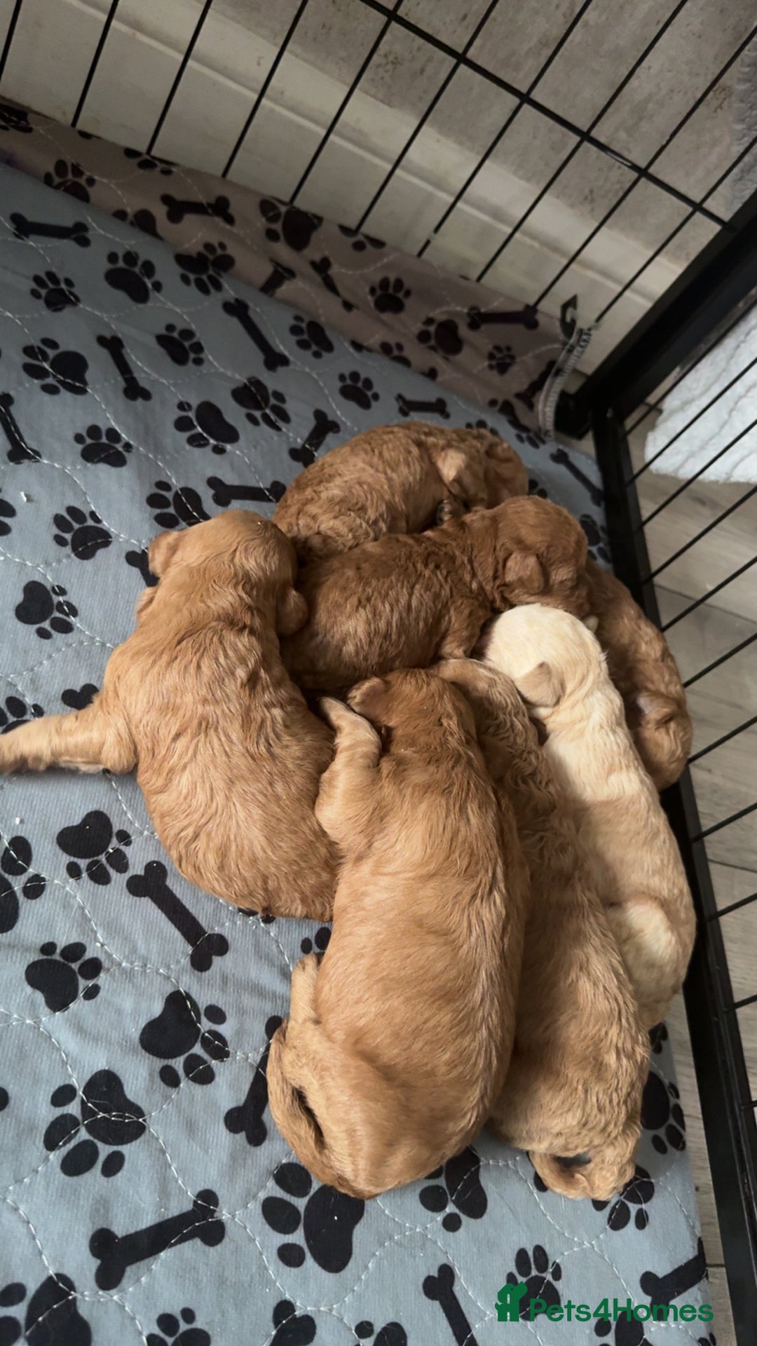 Schnoodle dogs for sale: Miniature Poodle X Schnoodle pups for sale - Image 12