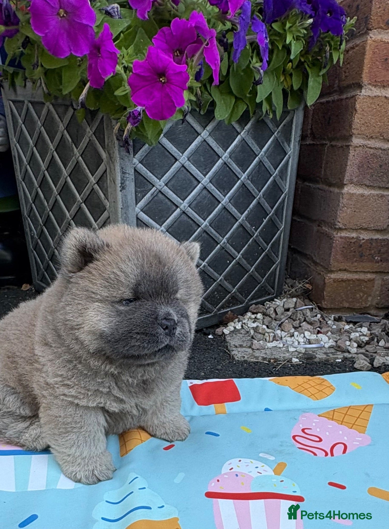 Chow Chow dogs 🧸🐾 Beautiful Chow Chow puppies 🐾🧸 - Advert 1
