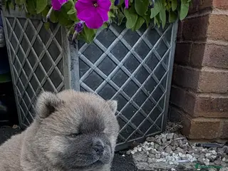 Chow Chow dogs 🧸🐾 Beautiful Chow Chow puppies 🐾🧸 - Advert 1