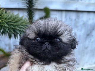 Pekingese dogs KC Pekingese’s puppies-ready to leave - Advert 9