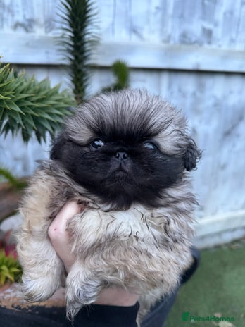 Pekingese dogs KC Pekingese’s puppies-ready to leave - Advert 9