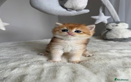 Brazilian Shorthair cats for sale: Golden British Shorthair kittens - Image 33
