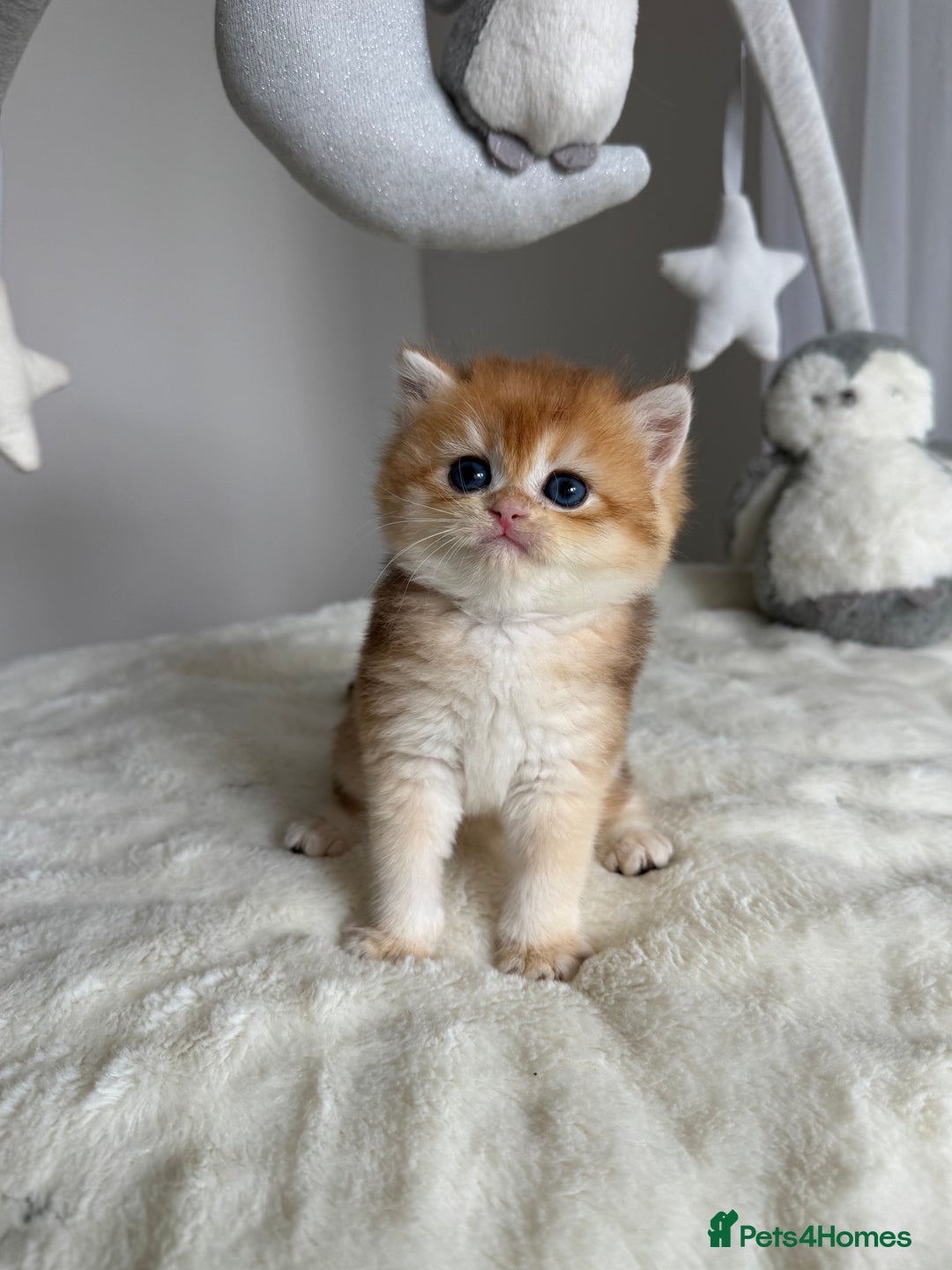 Brazilian Shorthair cats for sale: Golden British Shorthair kittens - Image 33