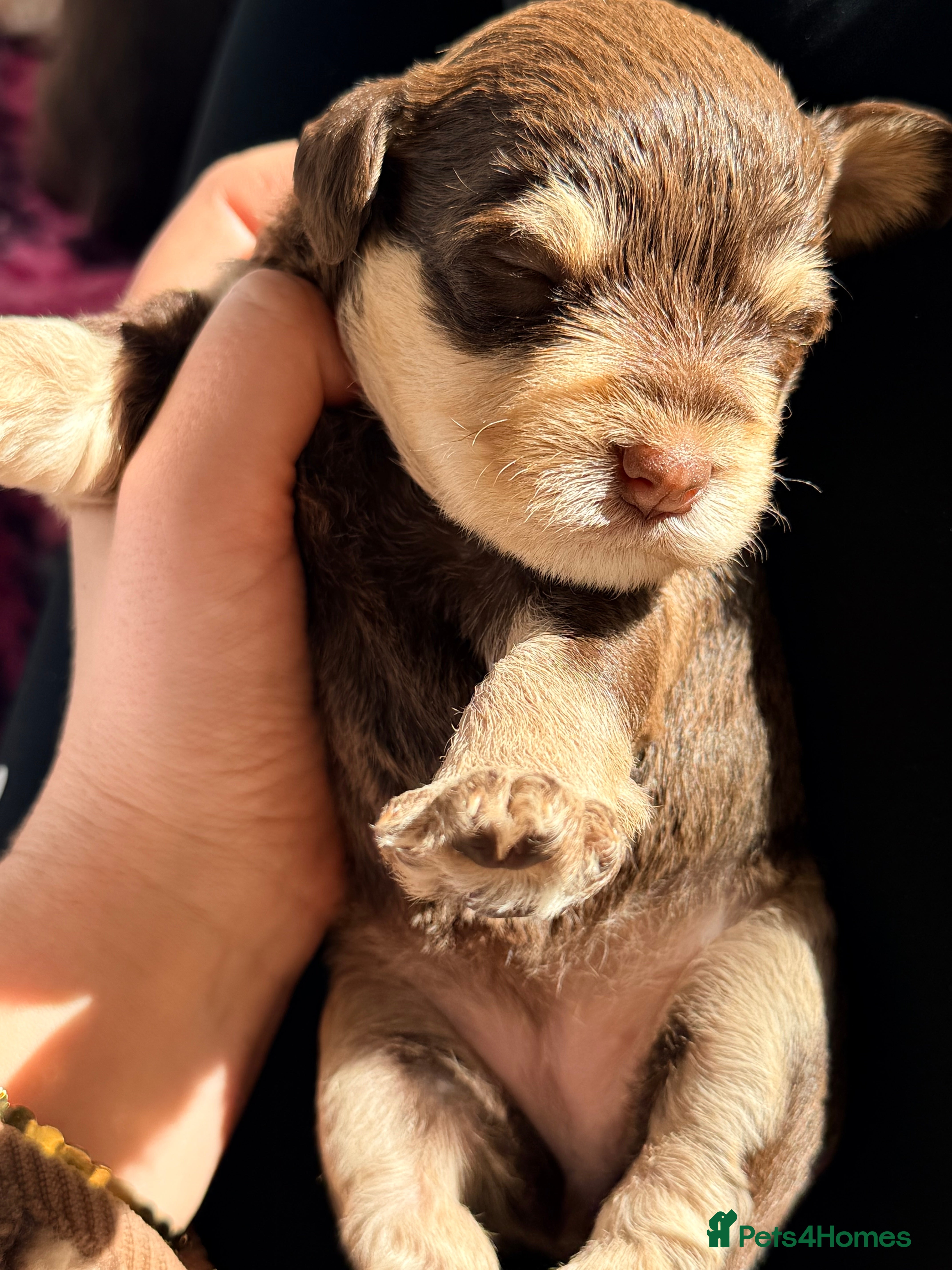 Schnauzer dogs for sale: Asian Toy & Mini Schnauzer’s First In UK - Advert 2