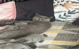 British Shorthair cats for sale: Little girl British shorthair  - Image 2