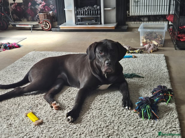 Mixed Breed dogs 1yr old female cane corso cross - Advert 1