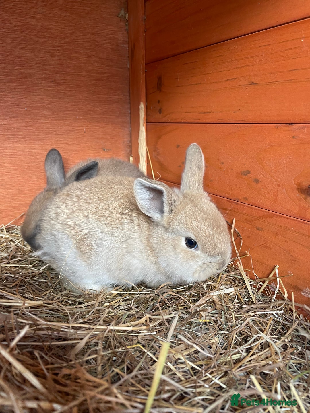 Mini Lop rabbits for sale: Pure Bred Mini Lop Bunnies  - Image 19