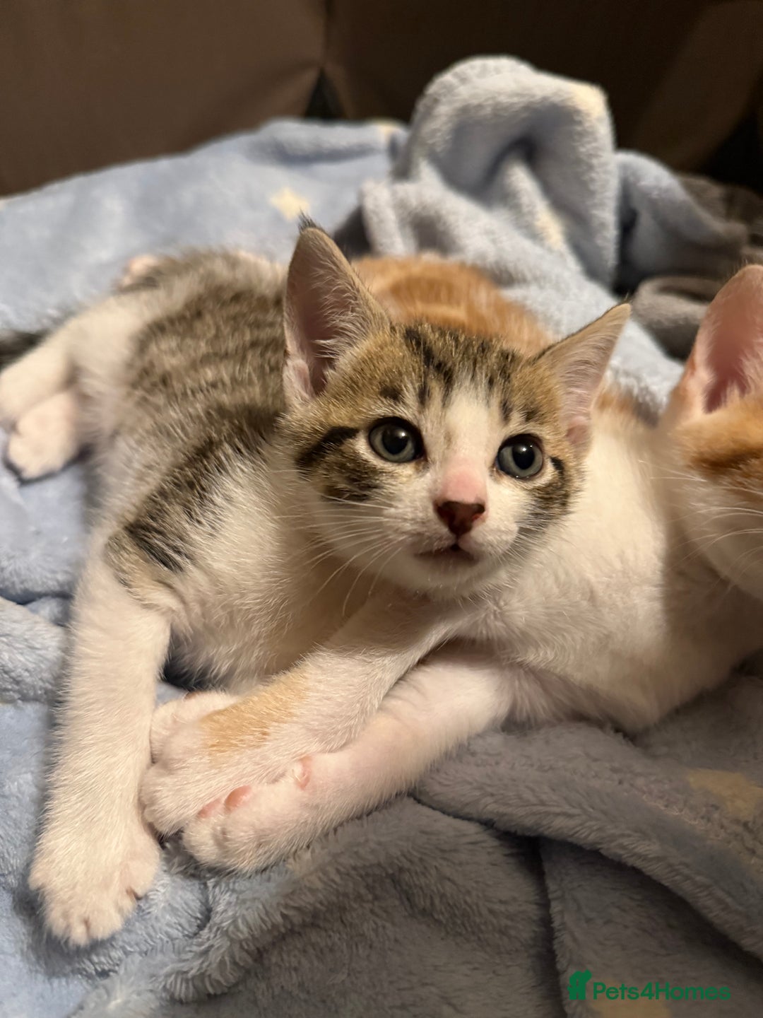 Domestic Shorthair cats for sale: Family-Raised Kittens, Friendly, Playful Ready Now - Image 34