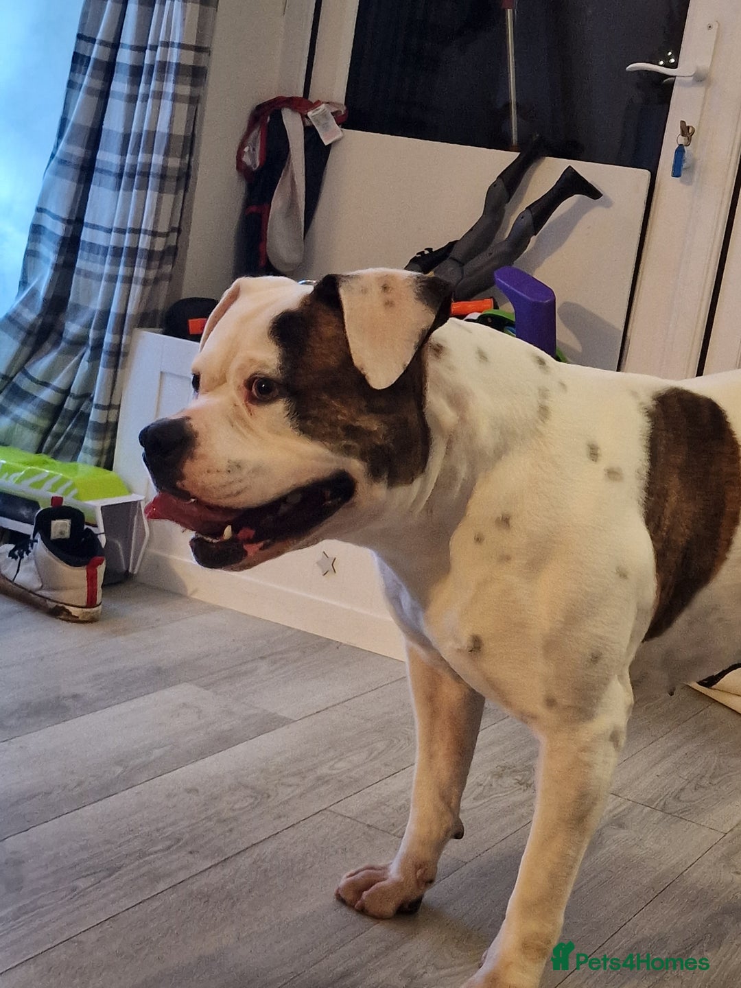 American Bulldog dogs for sale: Male American Bulldog  - Image 3