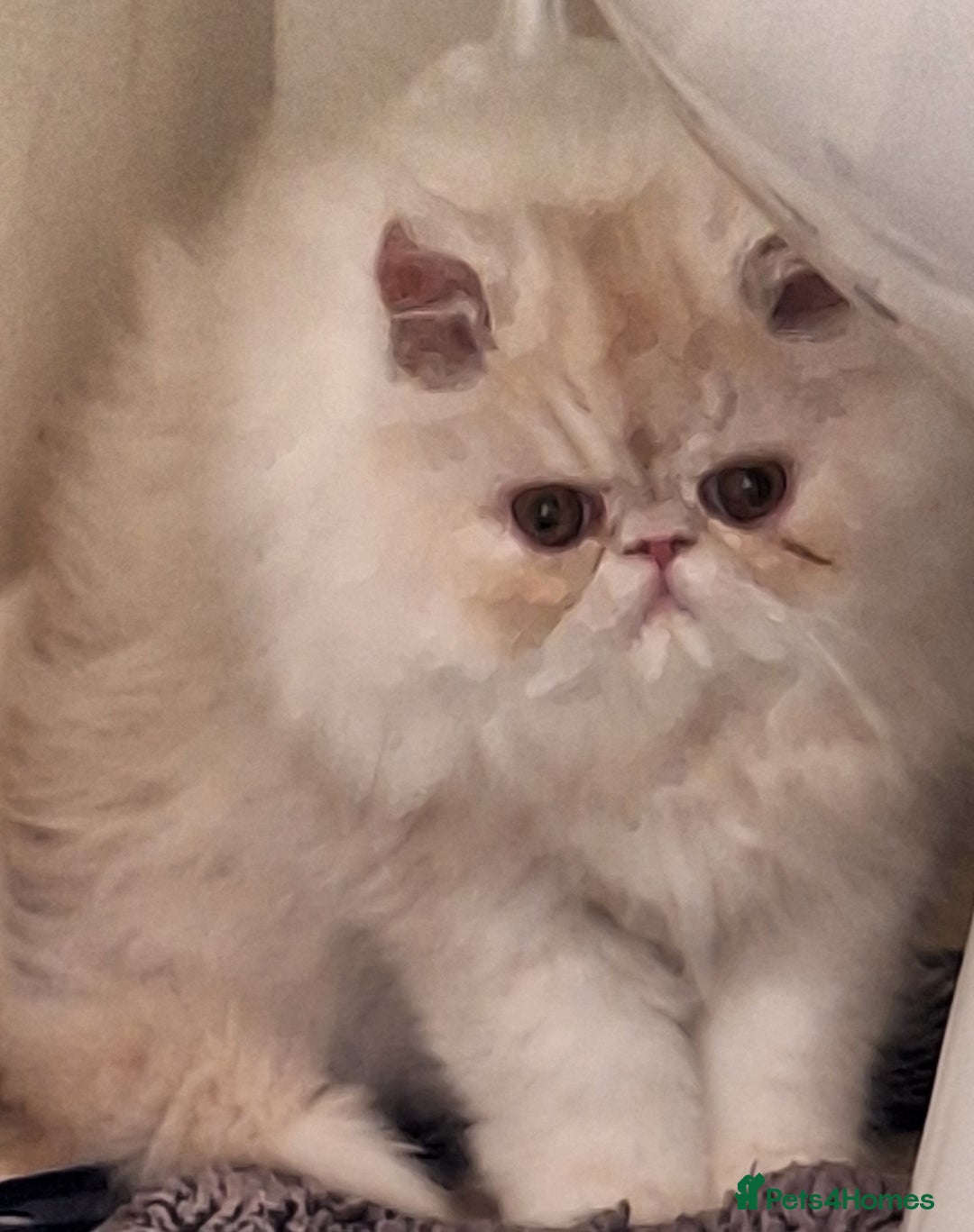 Persian cats for sale: 1  beautiful  stunning male persian available  - Advert 3