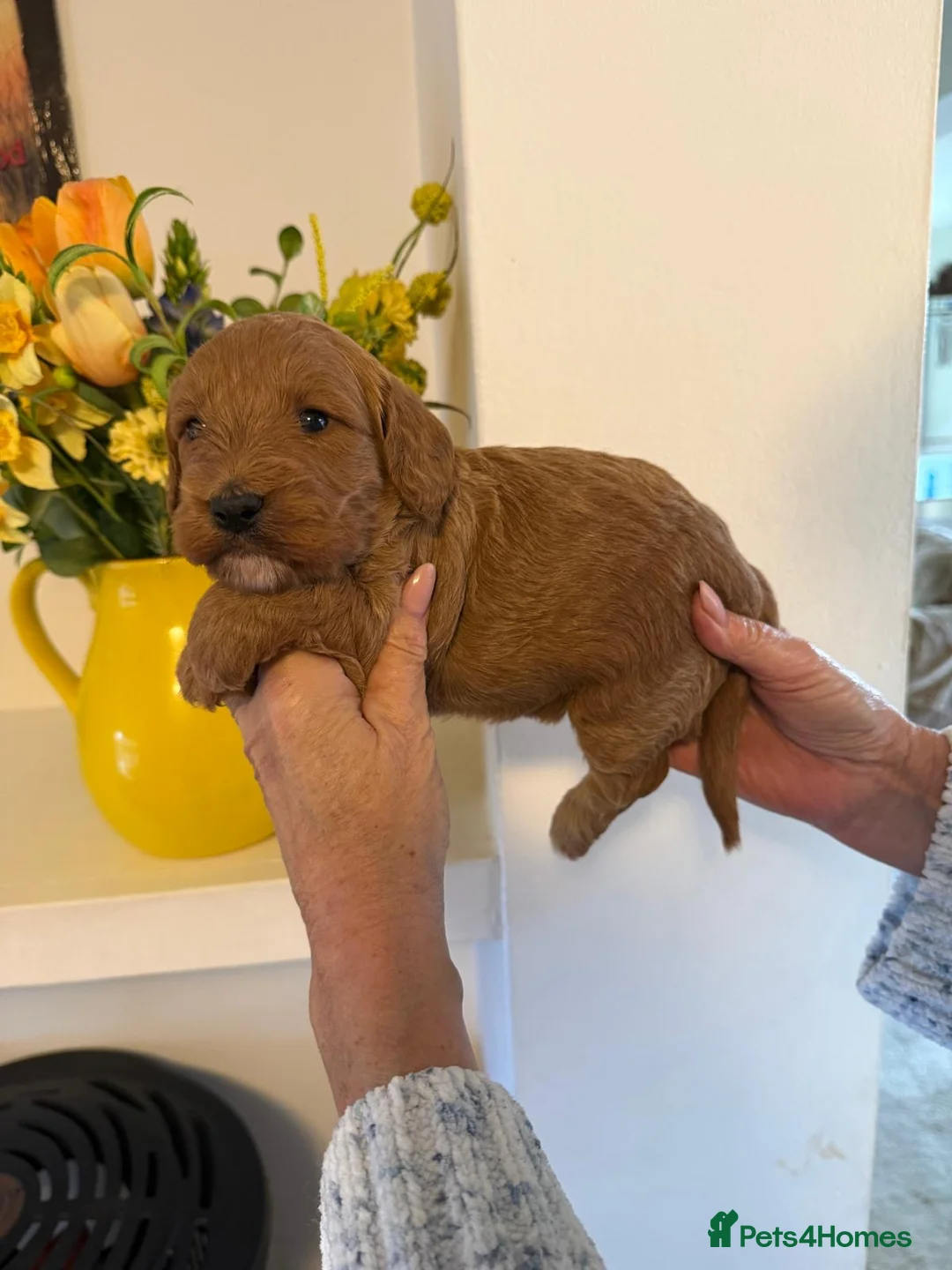 Cockapoo dogs for sale: BEAUTIFUL COCKAPOO BOYS - Advert 5