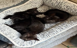 Domestic Shorthair cats for sale: Beautiful black kittens  - Image 4