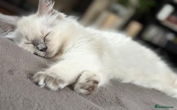 Ragdoll cats for sale: Beautiful Ragdol babies ready to leave  - Image 39