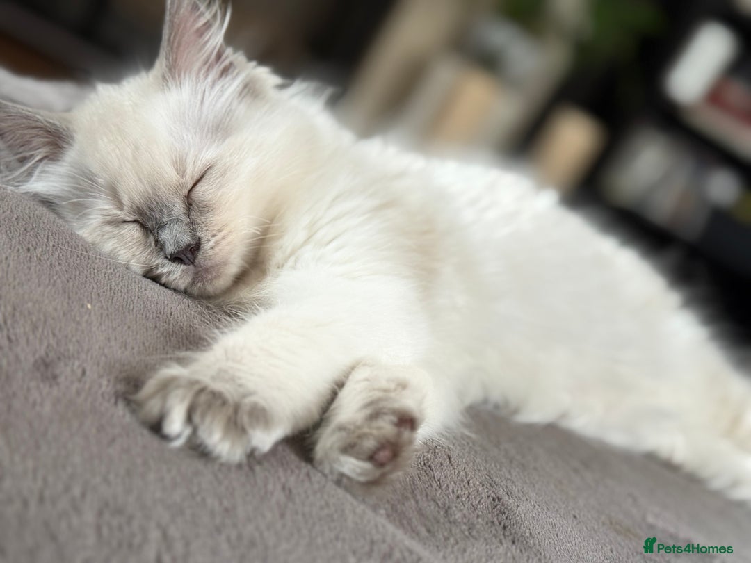 Ragdoll cats for sale: Beautiful Ragdol babies ready to leave  - Image 39