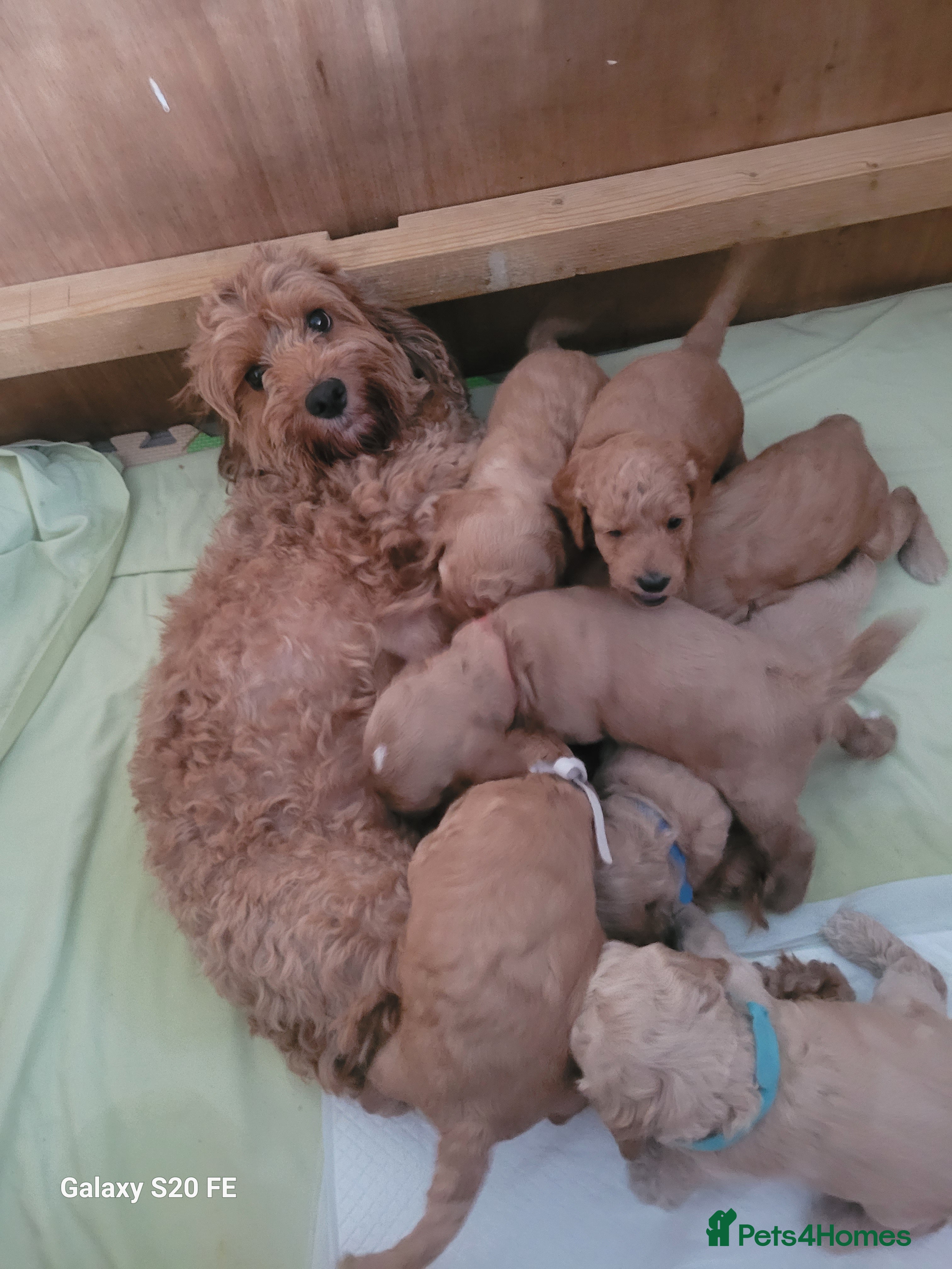Cockapoo dogs Beautiful Cockapoo F1B Puppies  🐶❤️ - Advert 14