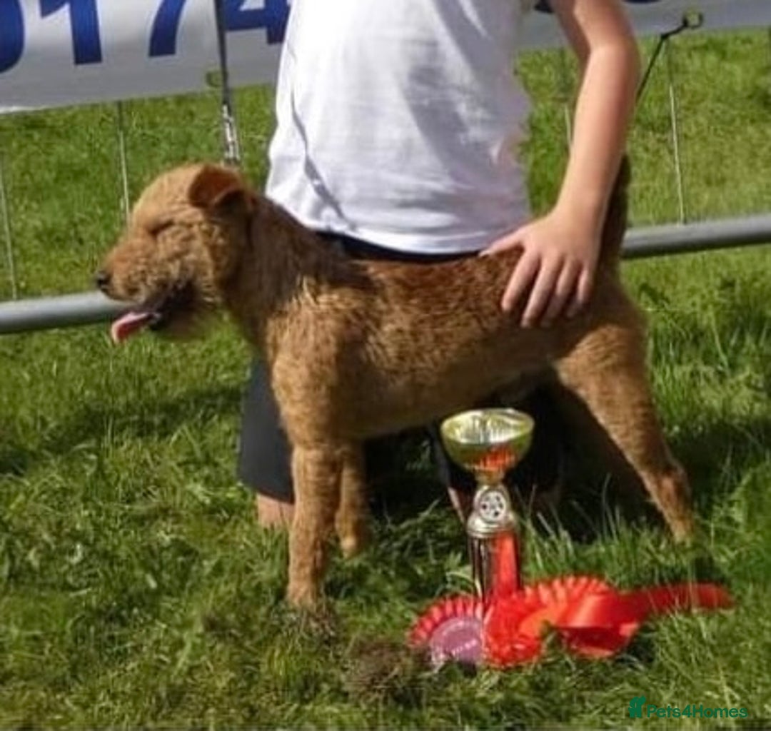 Lakeland Terrier dogs for stud: Quality lakeland standing at stud  - Image 5