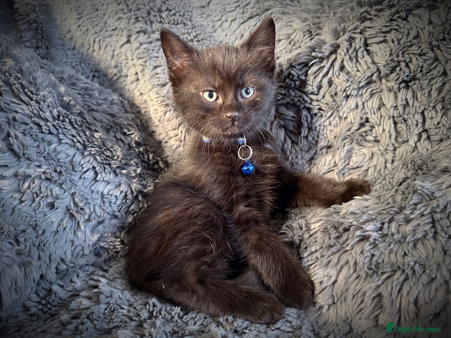 Mixed Breed cats 5 beautiful kittens  - Advert 2