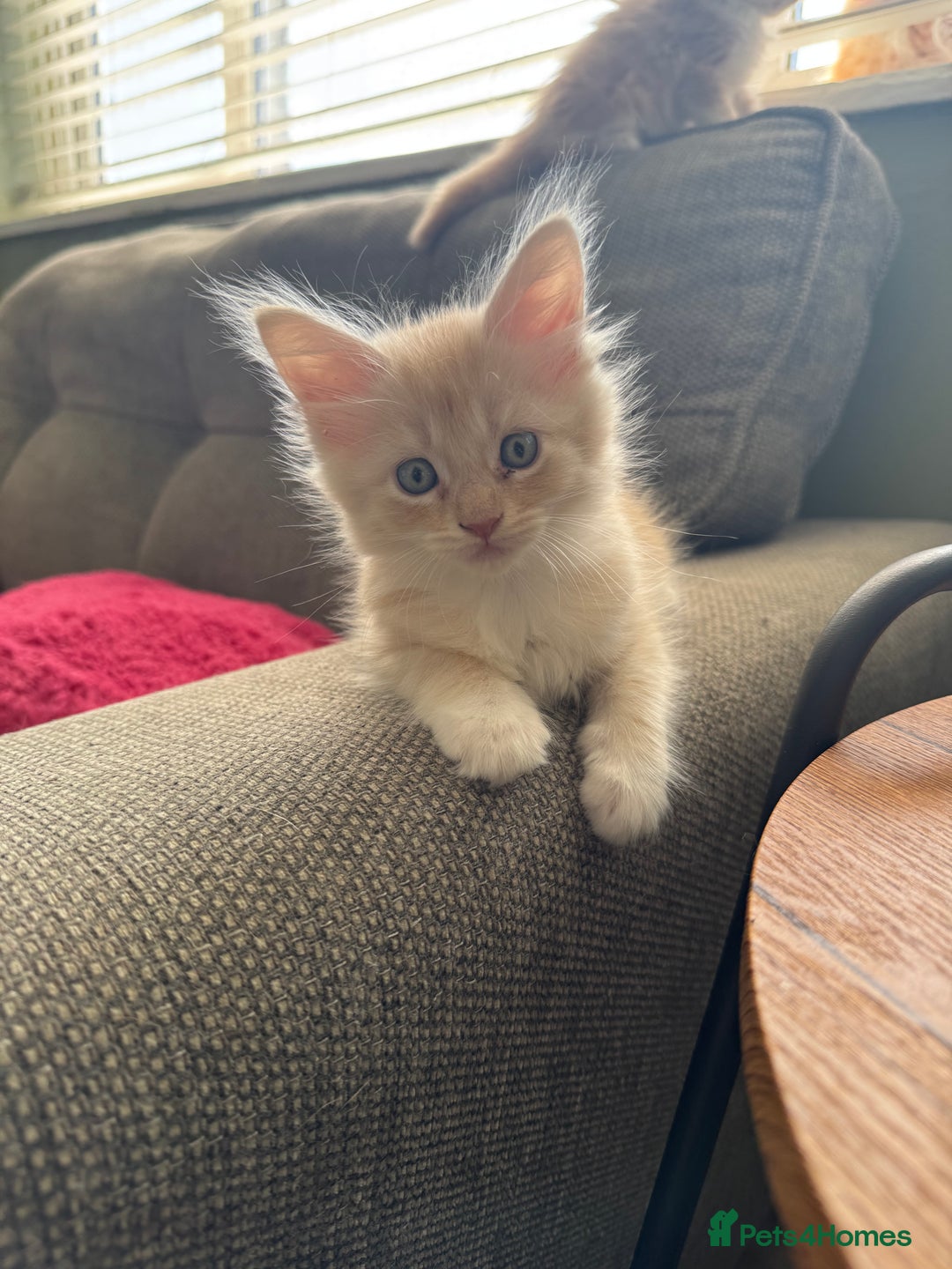 Maine Coon cats for sale: Xl Beautiful Mainecoon kittens for sale - Image 3