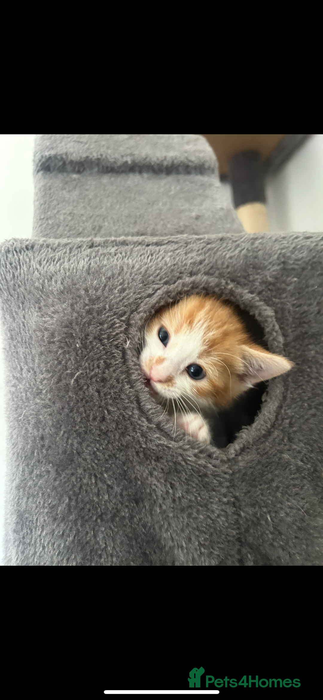 Turkish Angora cats for sale: Ginger white Turkish angora kittens 🥰 - Image 7