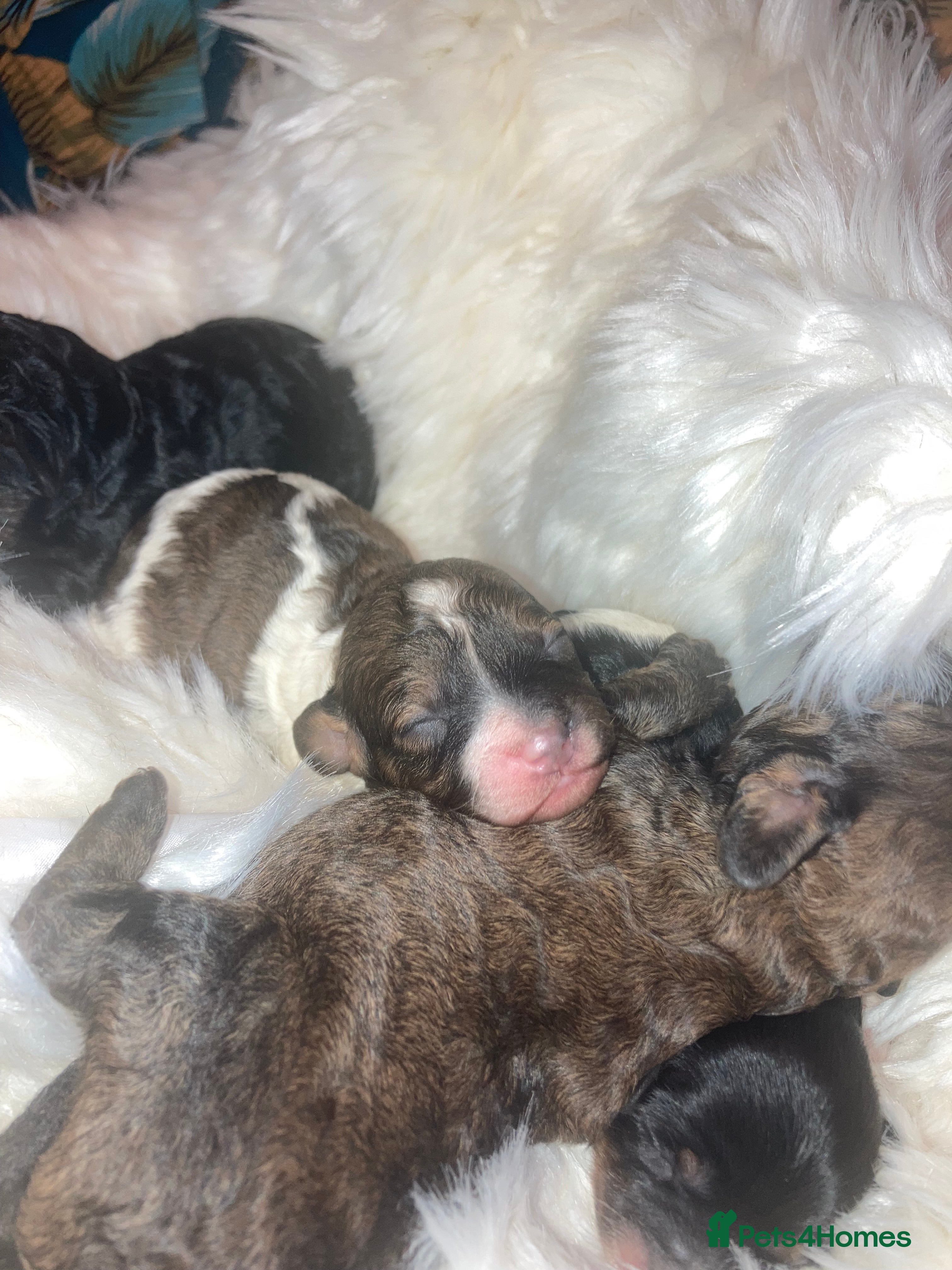 Cavapoo dogs Stunning toy cavapoo puppies  - Advert 10