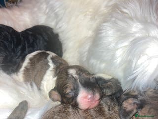 Cavapoo dogs Stunning toy cavapoo puppies - Advert 10