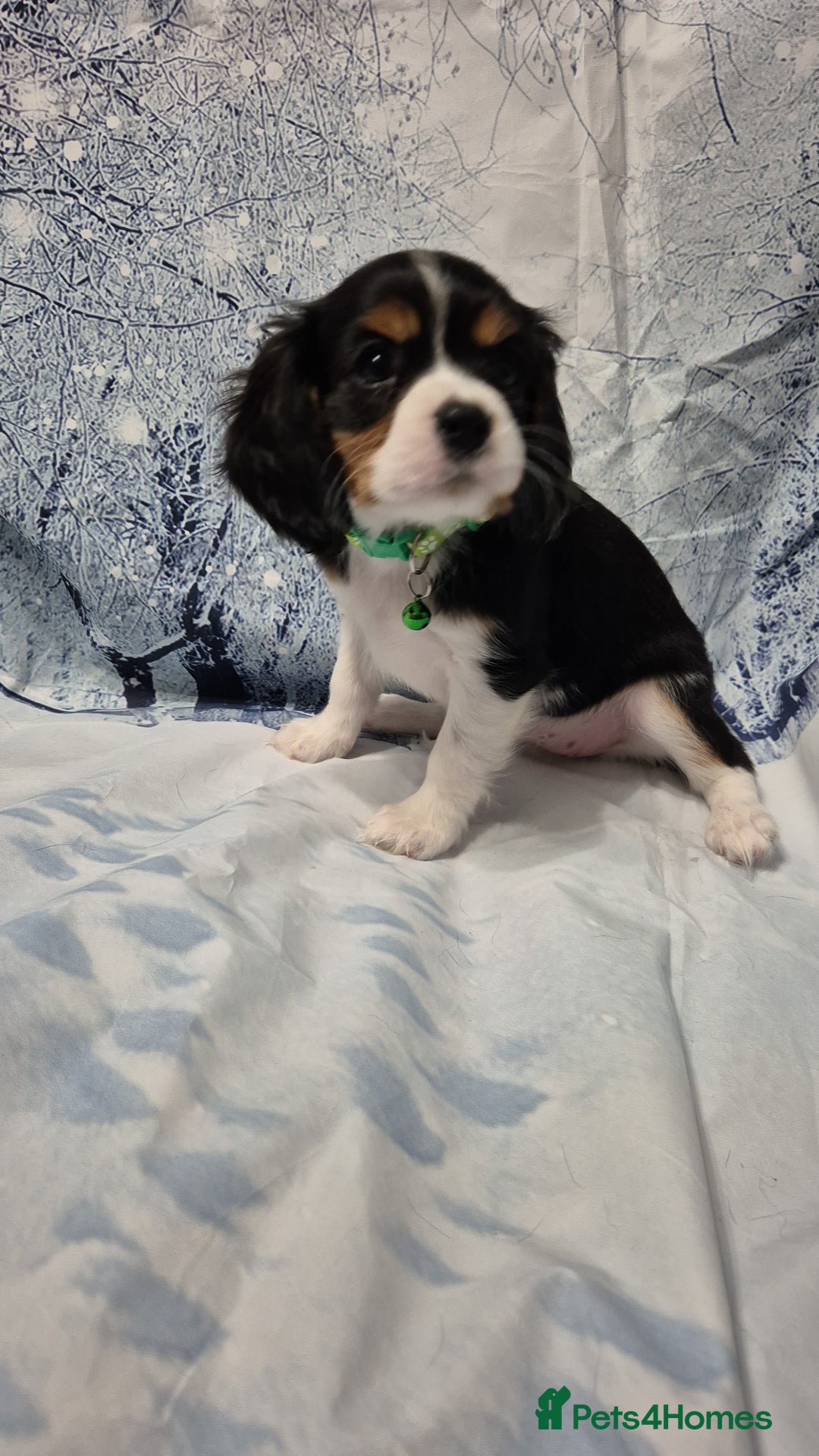 Cavalier King Charles Spaniel dogs for sale: Cavalier king charles puppies  - Advert 3