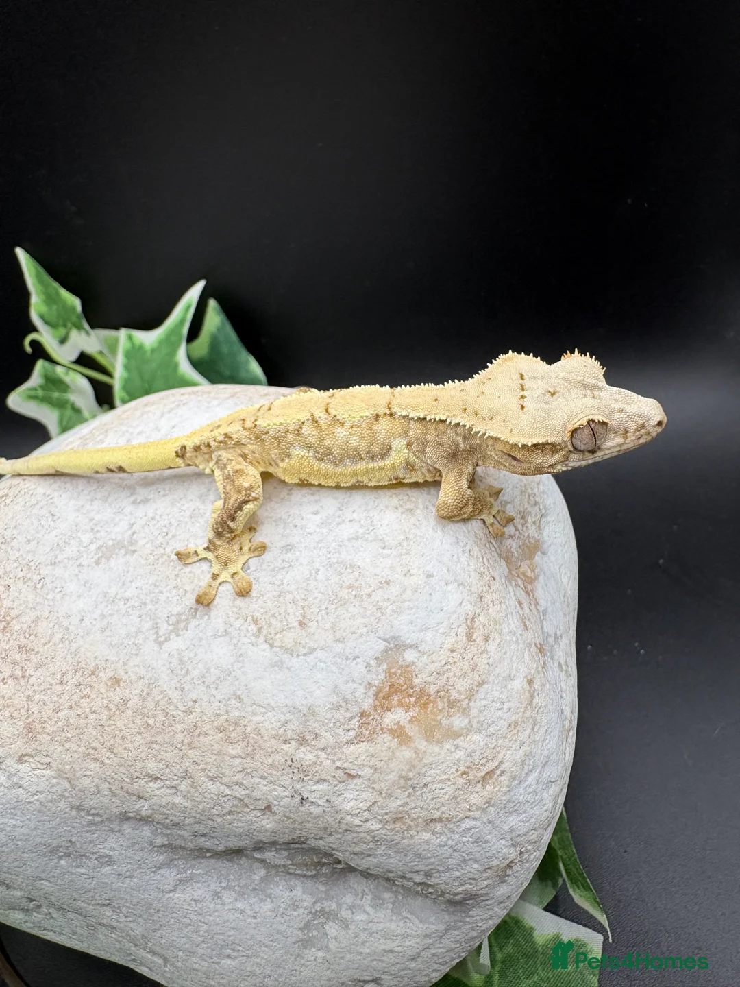 Gecko reptiles for sale: Crested geckos  - Advert 4