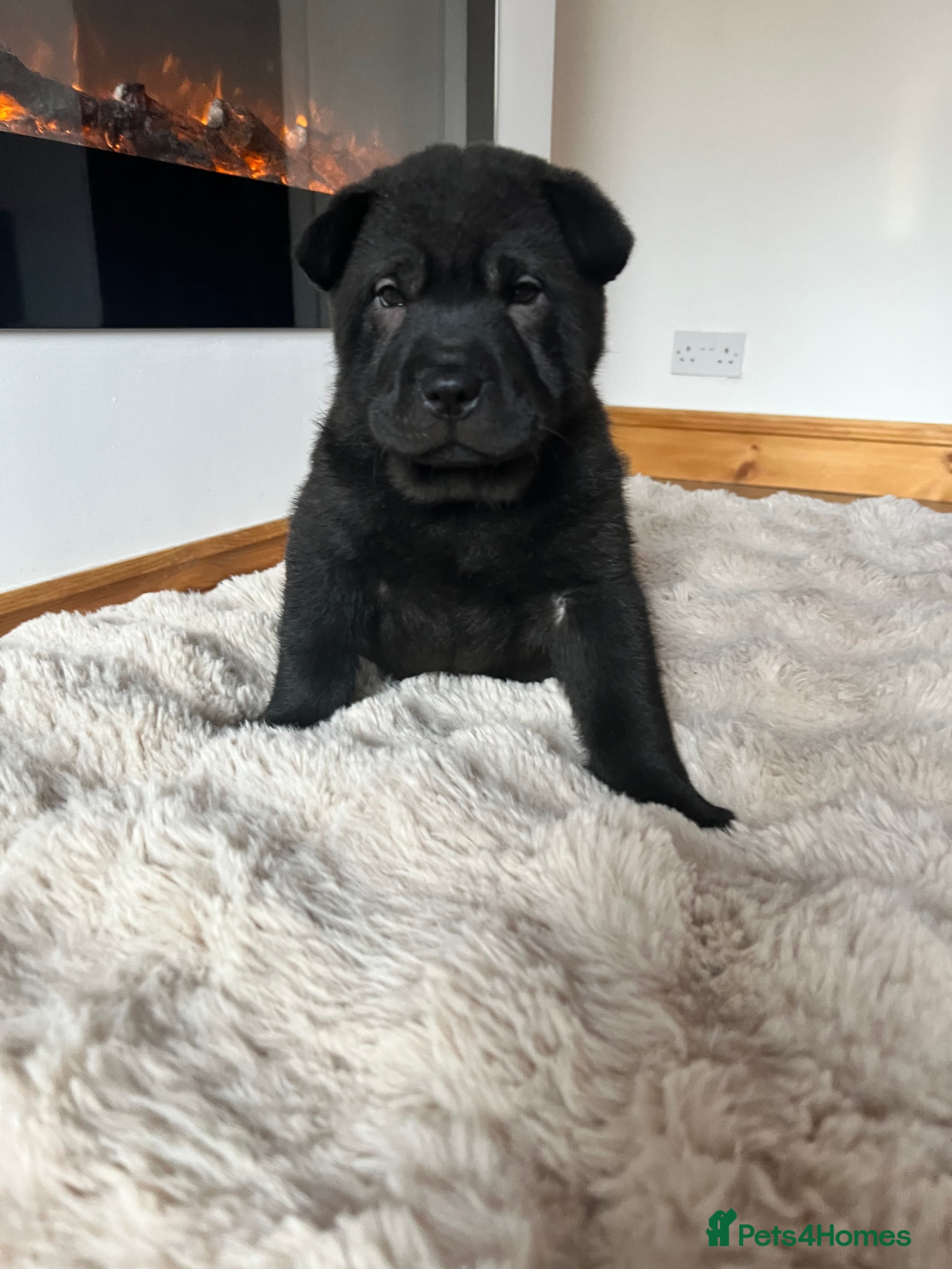 Mixed Breed dogs ChowPei Pups  - Advert 1