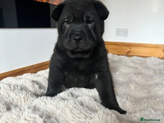 Mixed Breed dogs ChowPei Pups - Advert 6