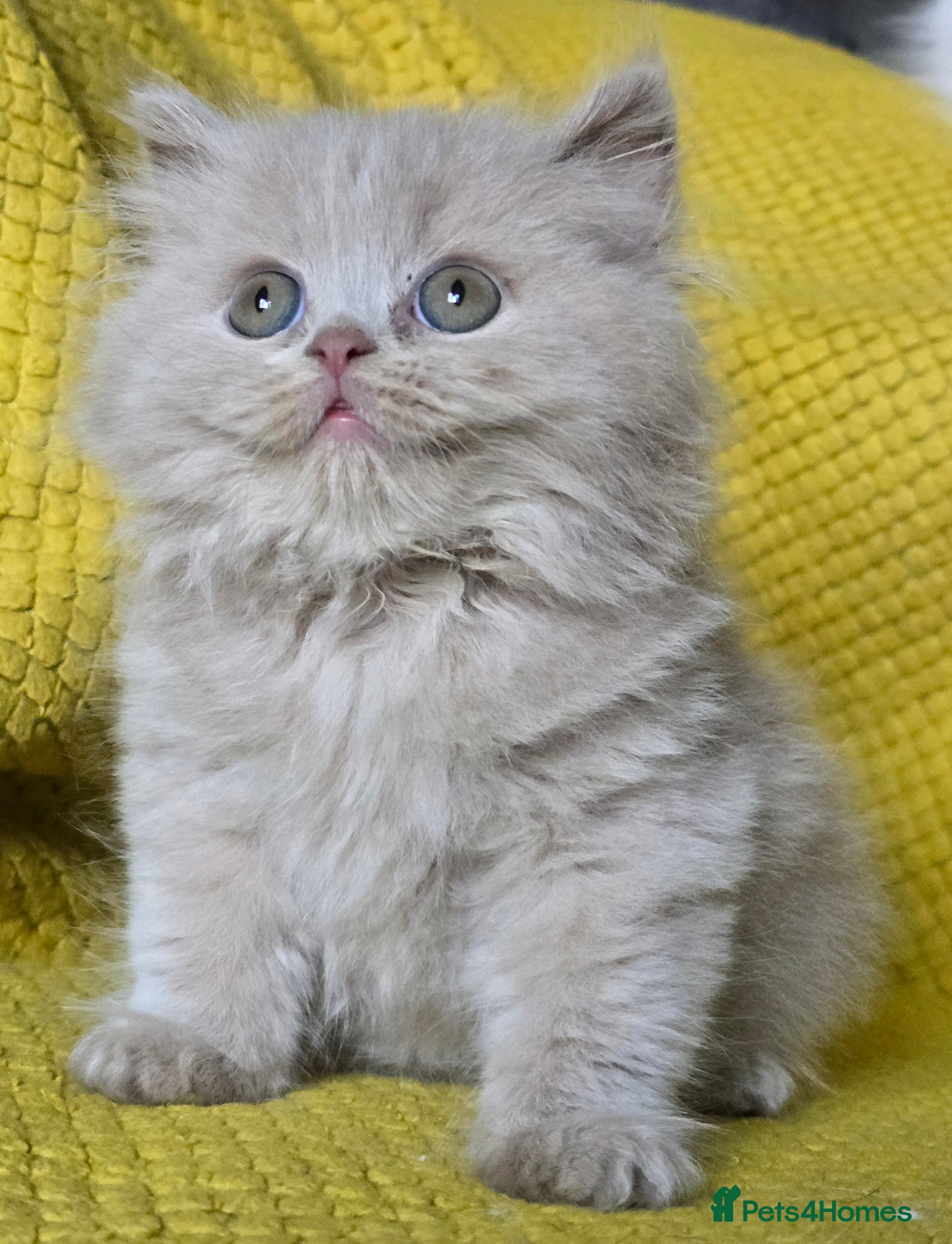 British Shorthair cats 1 BOY LEFT TICA reg BSH and BLH kittens - Advert 12