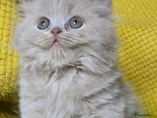 British Shorthair cats 1 BOY LEFT TICA reg BSH and BLH kittens - Advert 11