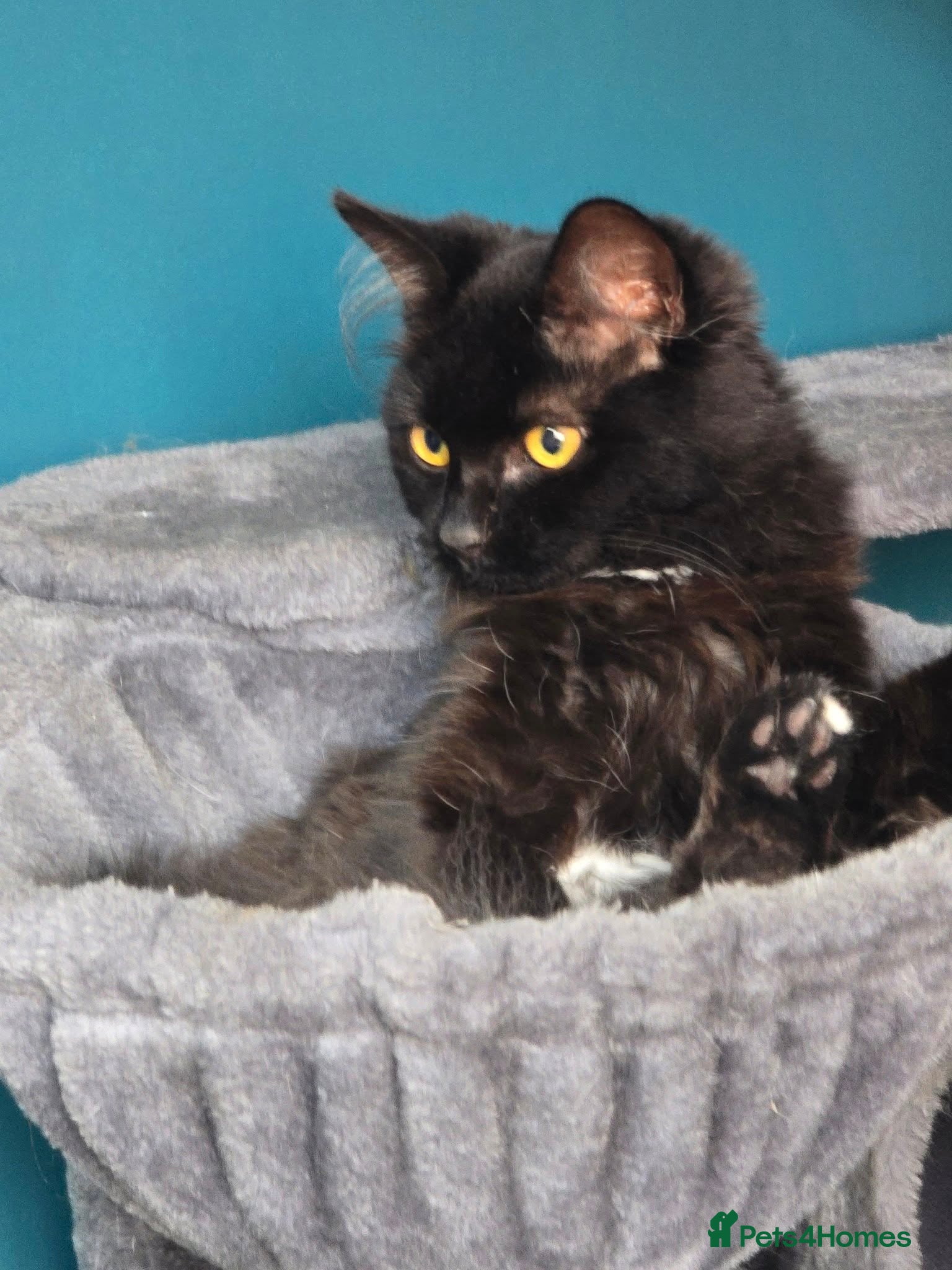 Mixed Breed cats black fluffy cat - Advert 1