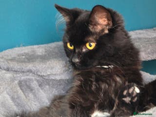 Mixed Breed cats black fluffy cat - Advert 11