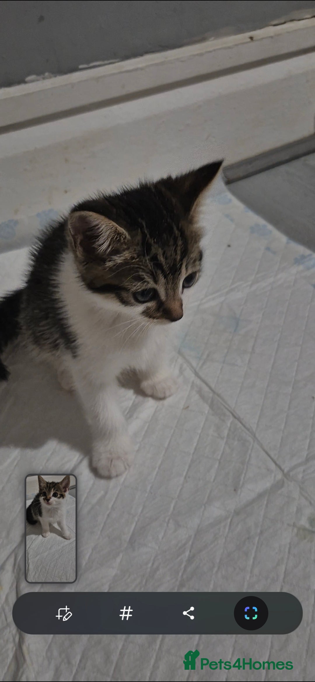 Mixed Breed cats for sale: VICTOR looking for his forever home - Advert 9