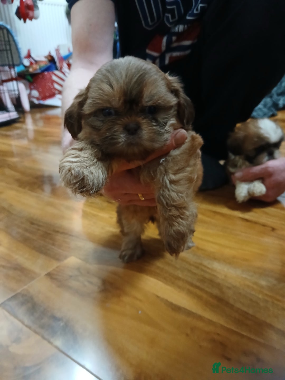 Shih Tzu dogs for sale: Shih tzu puppies - Advert 3