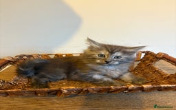 Maine Coon cats for sale: 🐾 Russian Maine Coon Kittens – TICA Registered 🐾 - Image 38