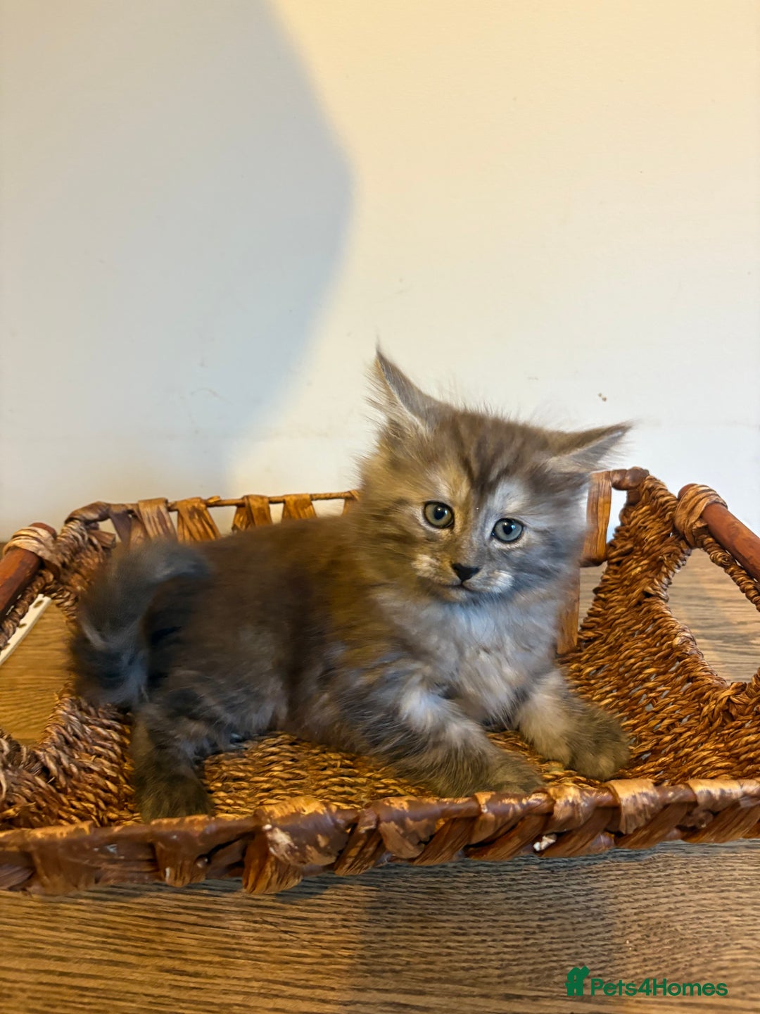 Maine Coon cats for sale: 🐾 Russian Maine Coon Kittens – TICA Registered 🐾 - Image 38