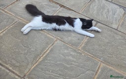 Maine Coon cats for sale: Stunning maincoon cross kittens  - Image 21