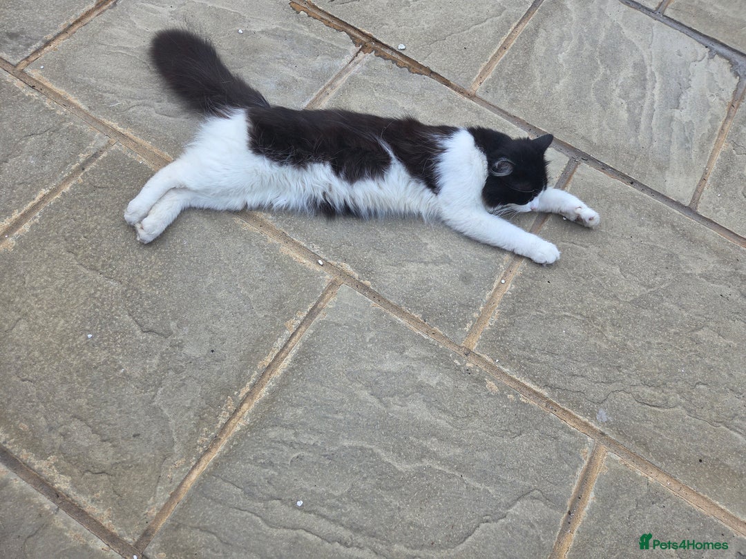 Maine Coon cats for sale: Stunning maincoon cross kittens  - Image 21