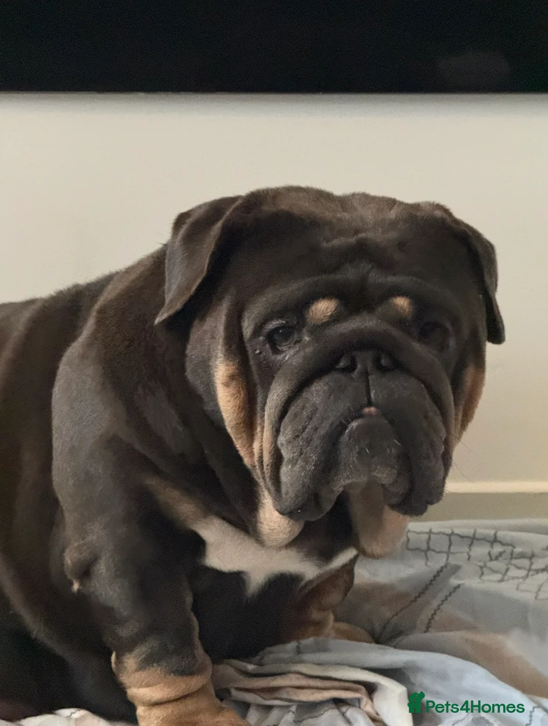 English Bulldog dogs for sale: Mr MAVERICK 🩸 - Advert 2