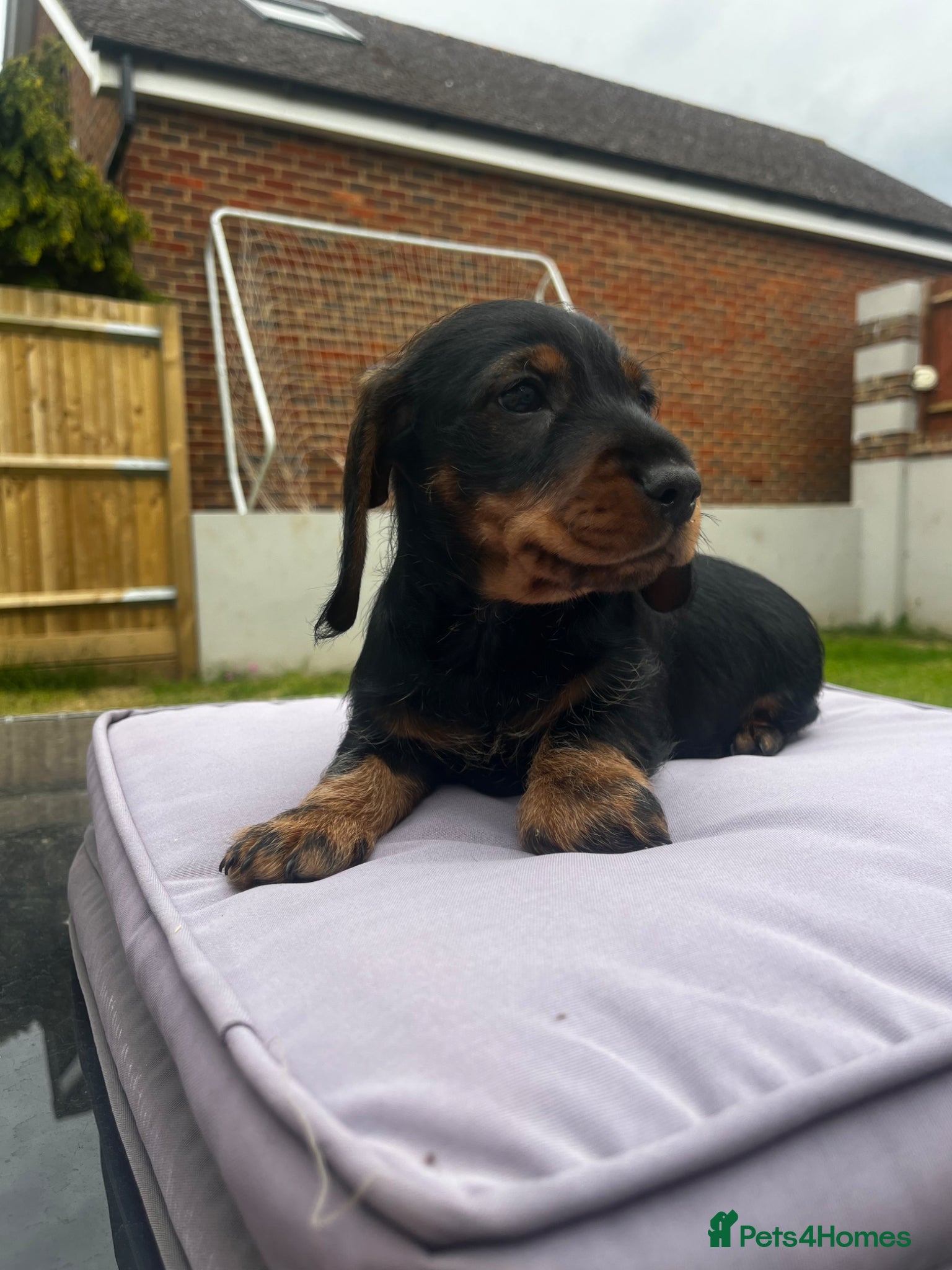 Miniature Dachshund dogs teckel x mini dachshund - Advert 16