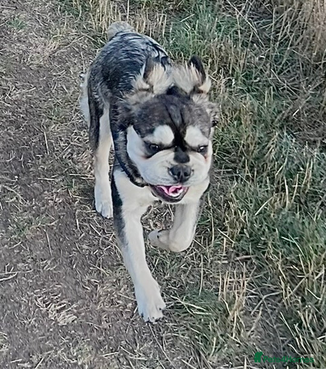 French Bulldog dogs for sale: KC reg+4 panel health+DNA EA Husky Female pup - Advert 13