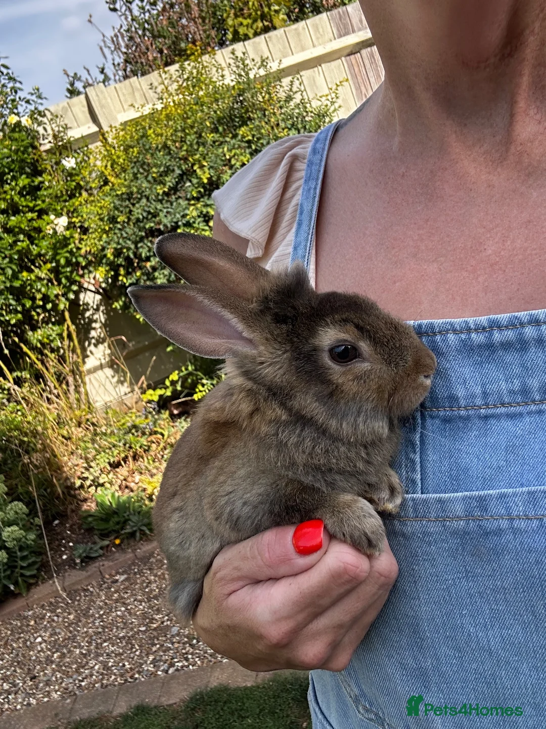 Lionhead rabbits for sale: Various Lionhead rabbit babies £45 each - Advert 10