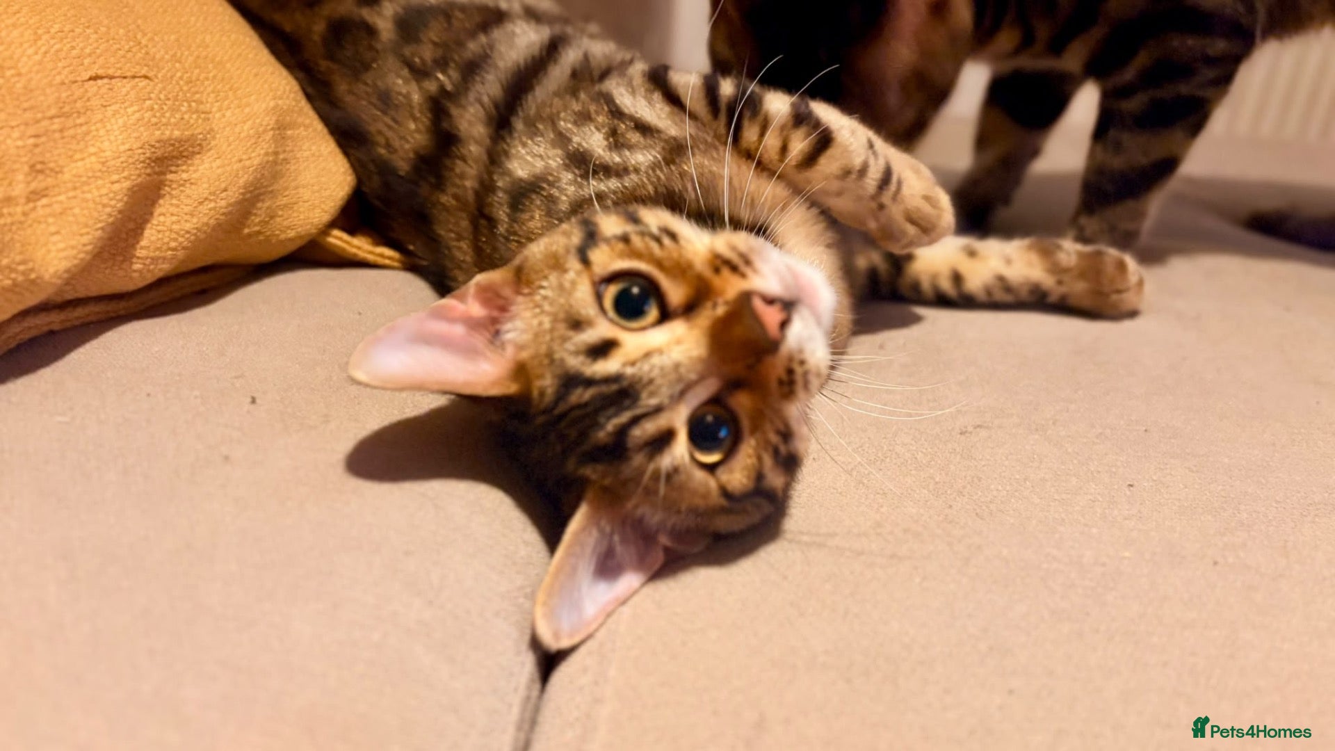 Bengal cats for sale: Tica Registered Bengal Kittens - Snow and Brown - Advert 2