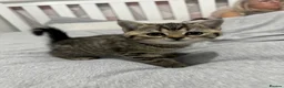 British Shorthair cats for sale: British Shorthair Kittens For sale - Advert 14