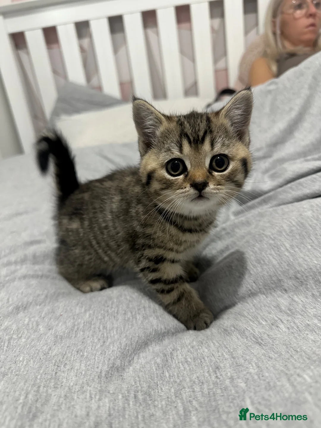 British Shorthair cats for sale: British Shorthair Kittens For sale - Advert 14